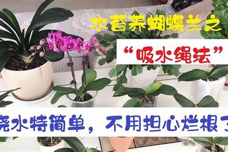 水苔养蝴蝶兰多久浇一次水 适宜水苔养蝴蝶兰浇水频次？