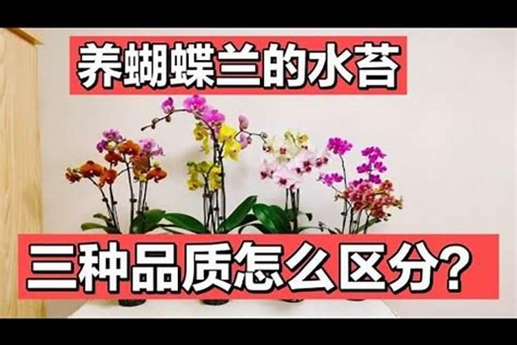 如何用水苔栽种蝴蝶兰长势良好
