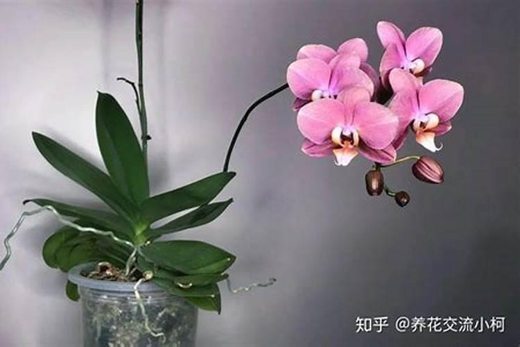 水苔养蝴蝶兰如何施肥