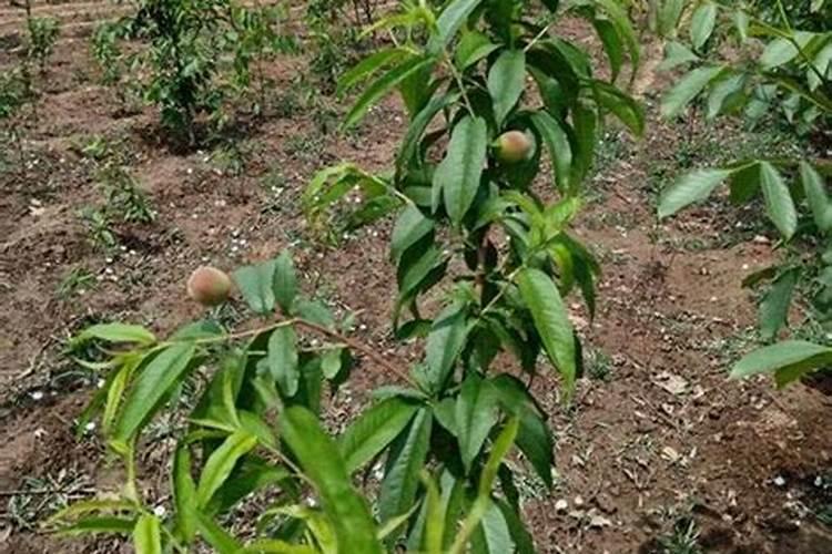 桃树花前施用什么肥料？