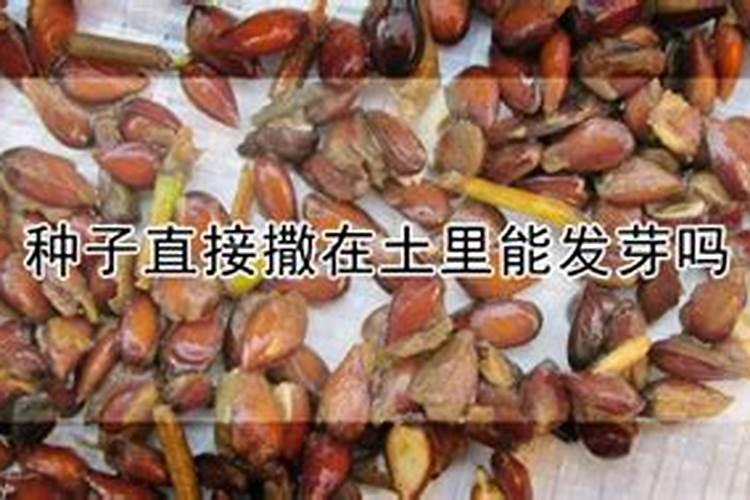 芸苔素拌种用量是多少