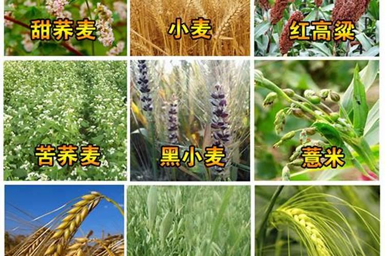 生姜怎么种植