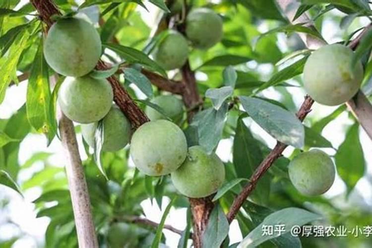 李树栽种的注意事项