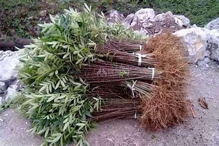 花椒树怎样种知道的告诉下我？哪位知道？