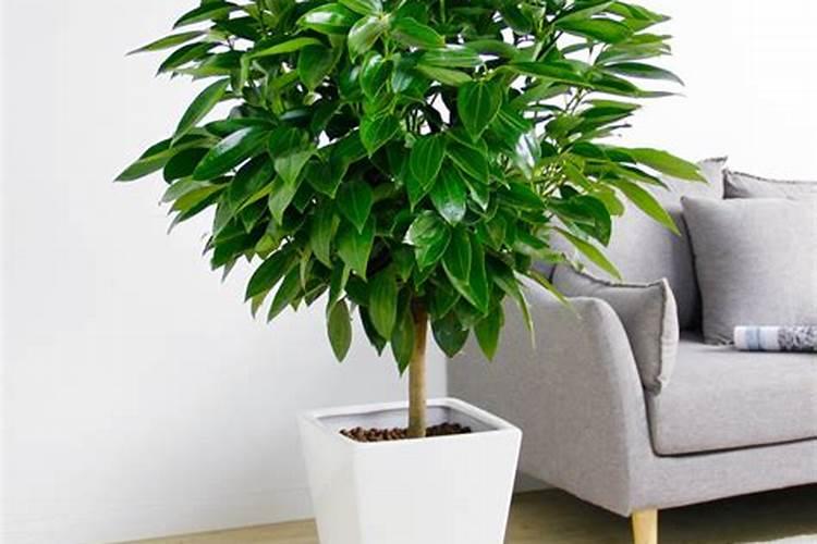 平安树用什么肥料最好