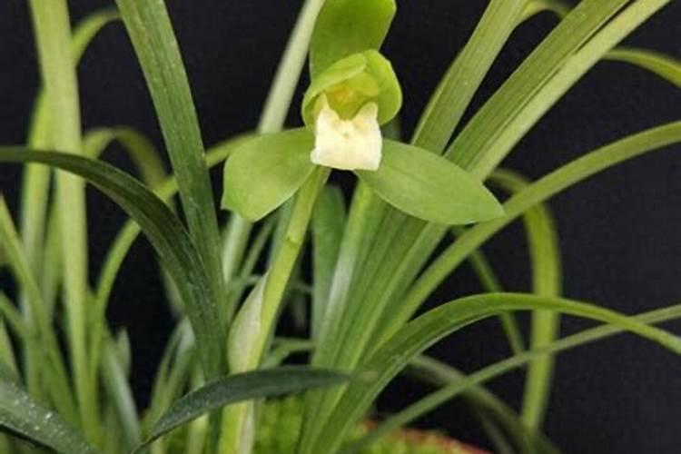 怎样去除兰花里的小飞虫
