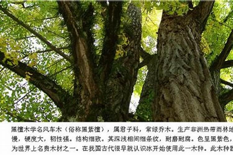 葡萄缺钙的症状和治疗方法