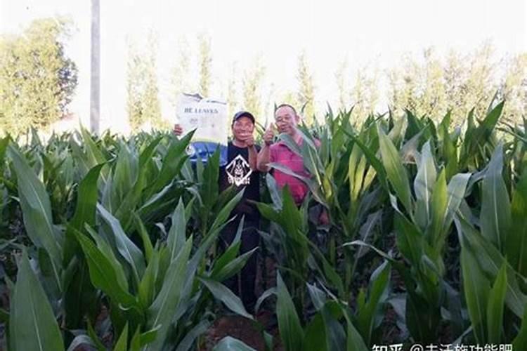 高钾水溶肥什么时候用,在地里几小时见效