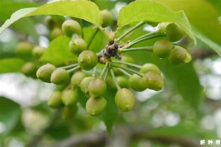 大樱桃膨果期可以施碳酸氢铵吗？