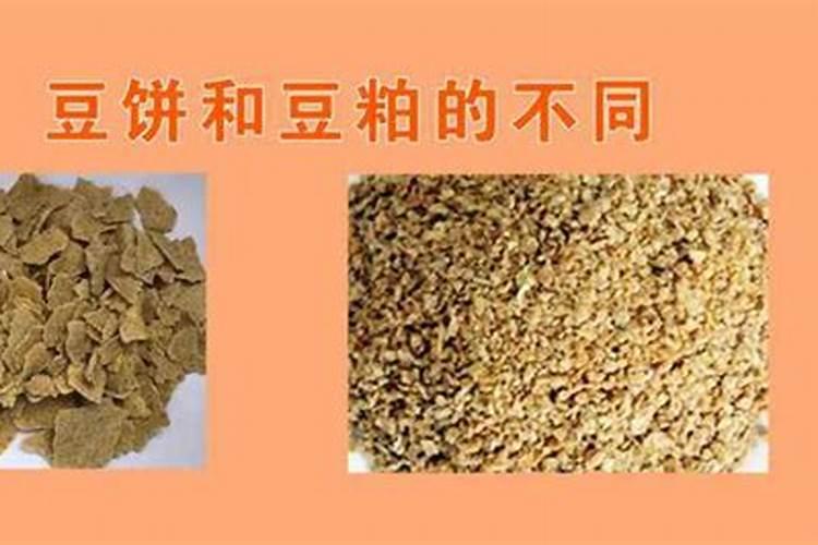月季花施磷酸二氢钾肥料的正确用法