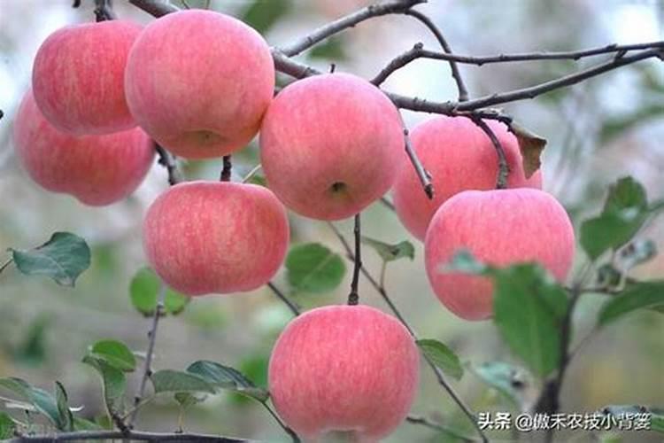 苹果摘袋后打药配方