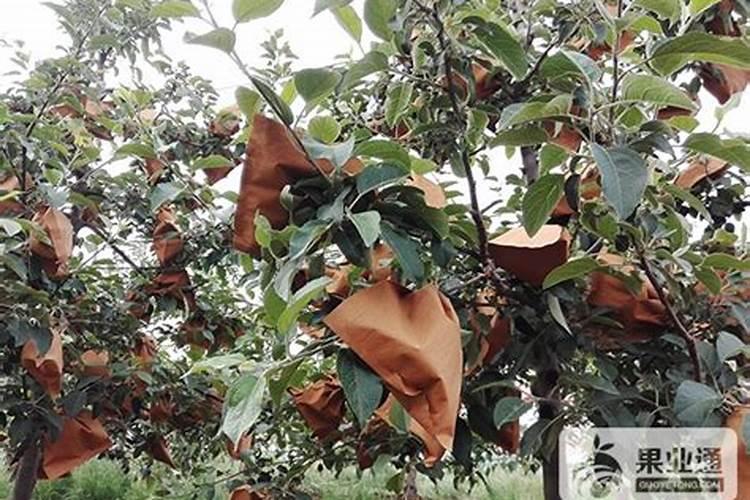 苹果缺钙症状什么时候补钙最快