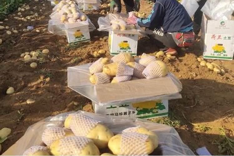 种土豆每亩用多少肥料最好