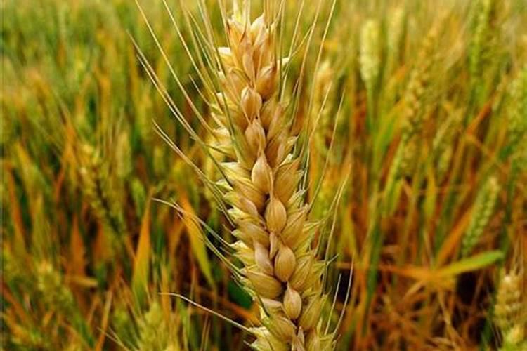甘蔗放什么肥料节节高