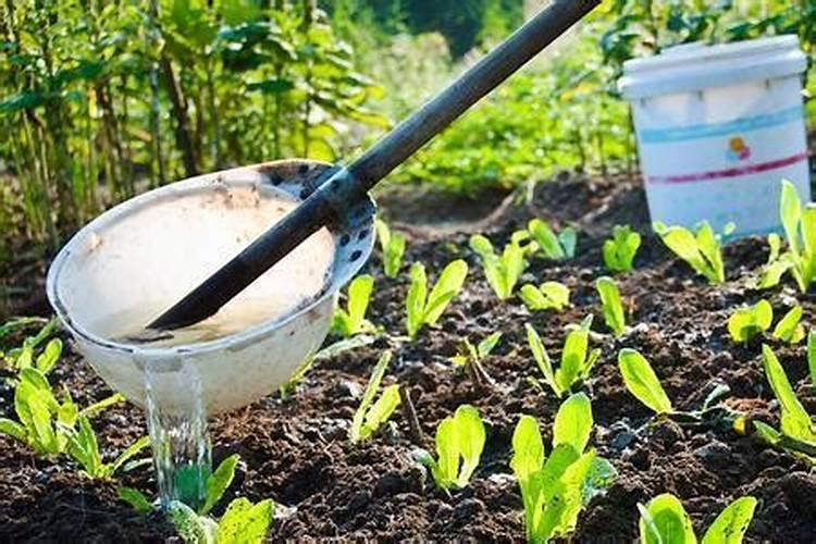 《窗边的小豆豆》中的“大海碗″是什么？(日本的)