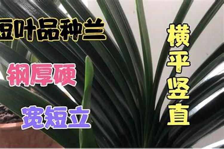 君子兰叶子发黄用什么肥料