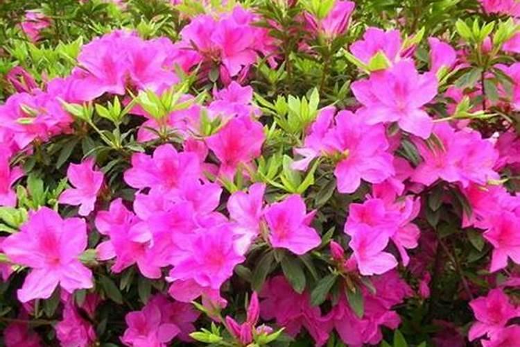 杜鹃花施什么肥料最好