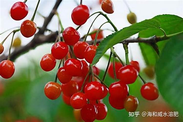 黄豆做花肥的方法
