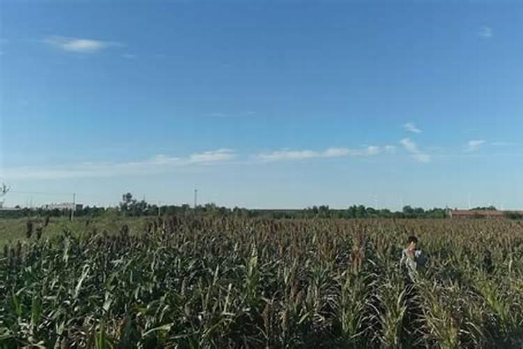 碱地用什么去碱 碱地里面适合种什么