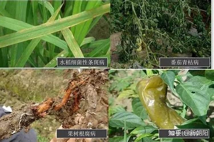 桂圆树采果后怎么施肥 施加什么肥料好