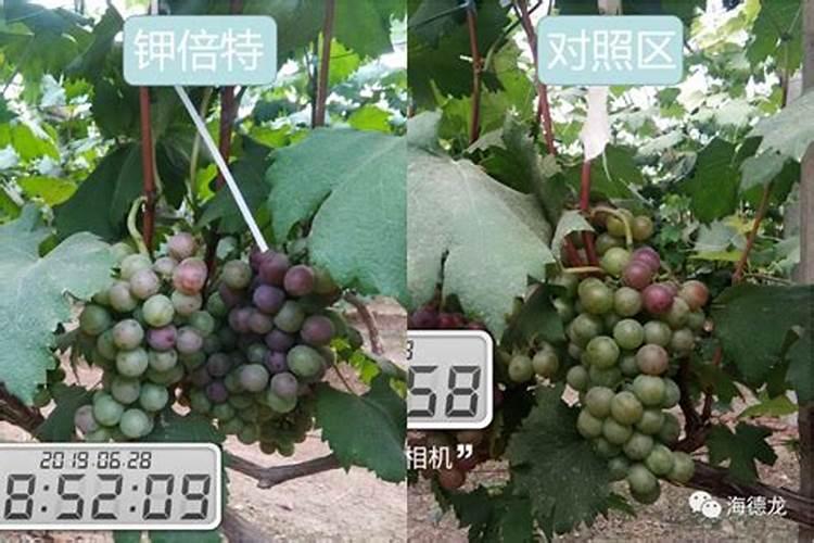 橡皮树叶子上有锈斑是什么原因？