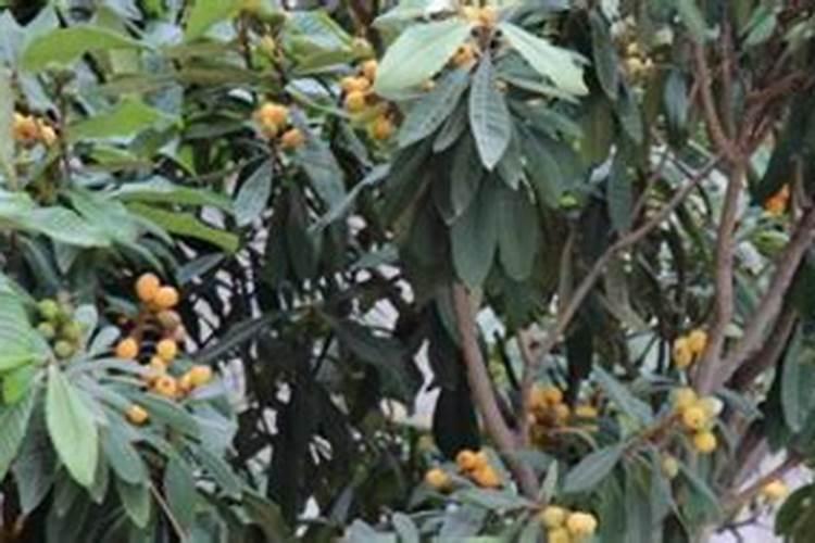 枇杷树施什么肥最好