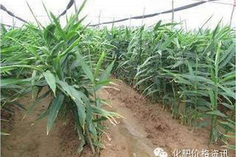 高产大姜施肥方法 姜如何施肥