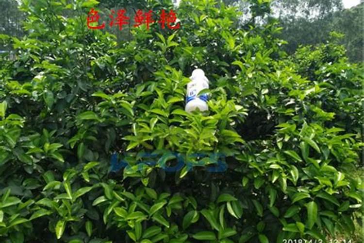 凉薯怎么种植才甜