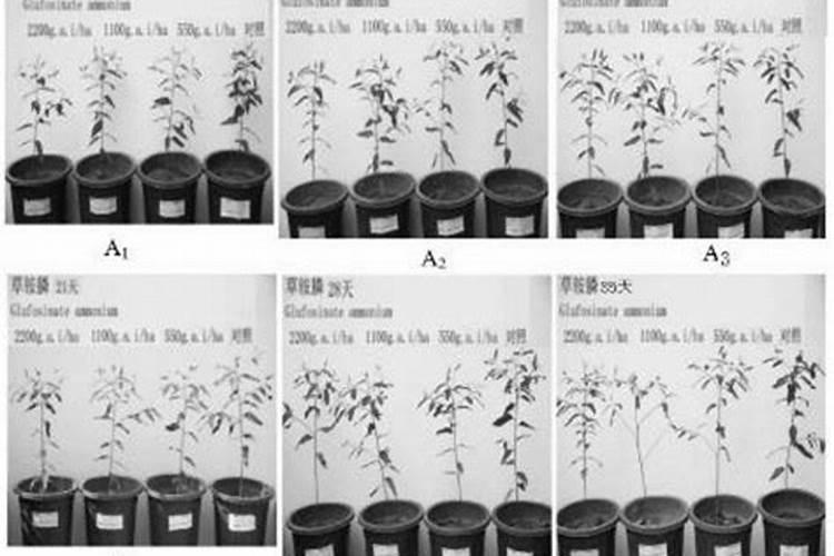 桉树施肥的正确方法
