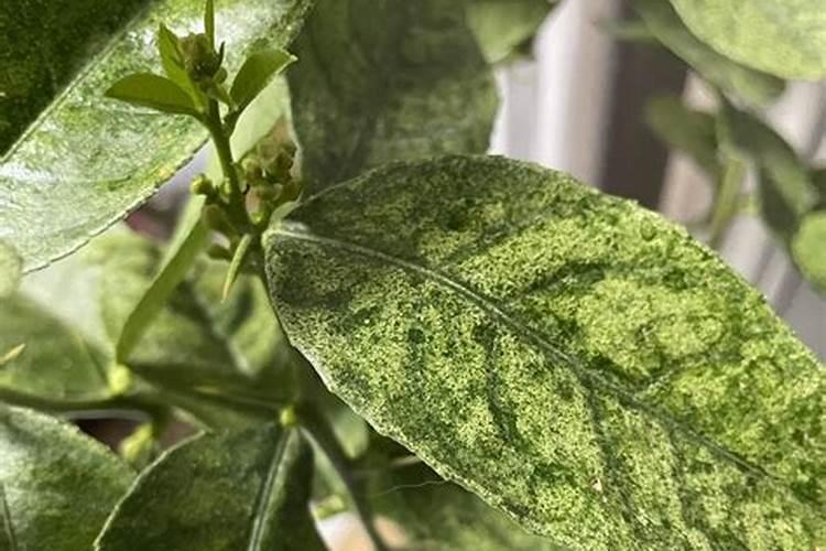 柠檬结果后叶子整片变黄怎么办