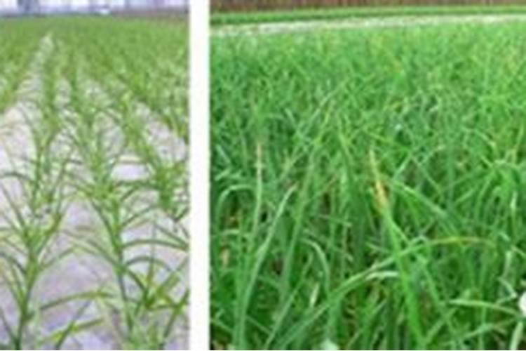 大蒜返青期,能用平衡肥追肥吗？农户有哪些高产经验可借鉴？