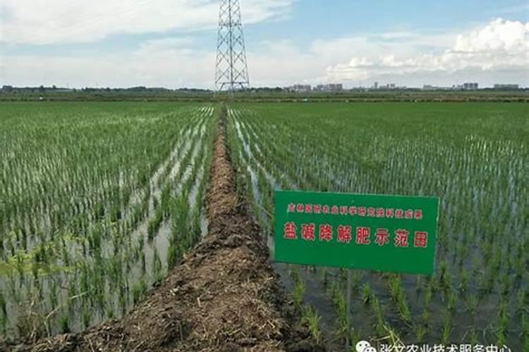 水稻移栽后几天施肥