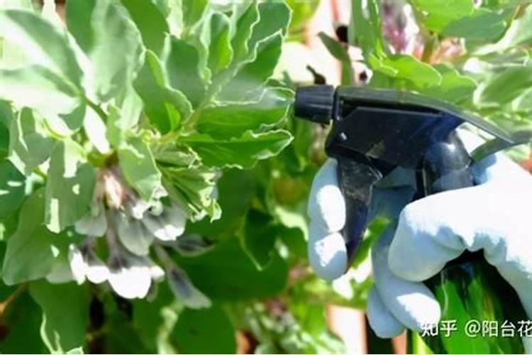 玉米使用叶面肥有什么效果
