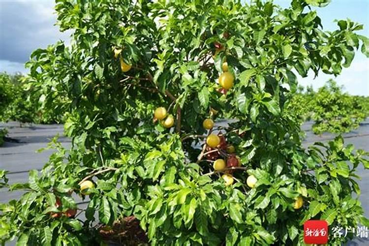 果树上什么肥料最好 果树专用肥有哪几种