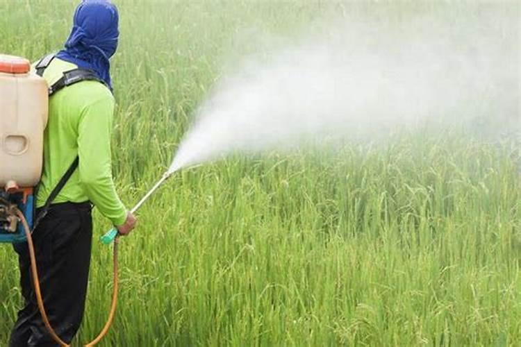 硼砂的对种植蔬菜有什么作用？