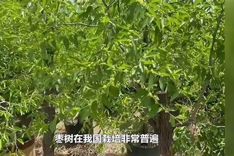 原神迟滞之水怎么解除迟滞之水解除方法