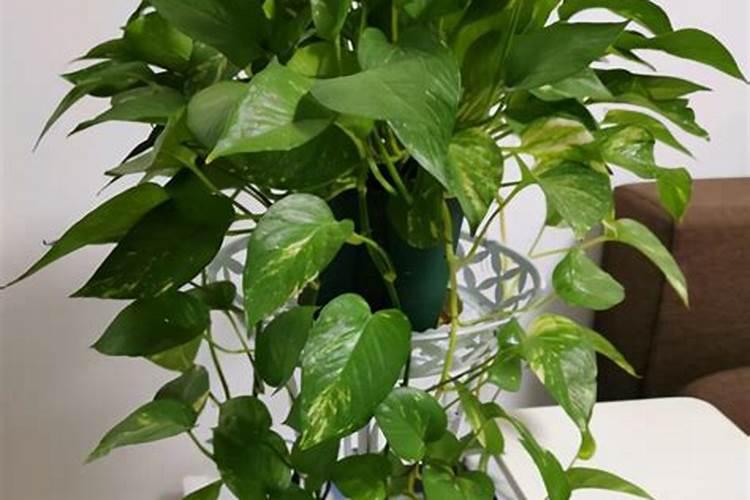 烂苹果能做花的肥料吗