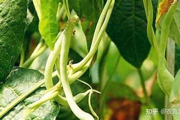 钙镁磷肥怎样用效果好