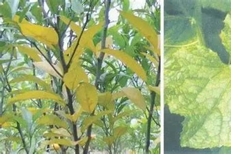 芒果缺素症防治措施有哪些？