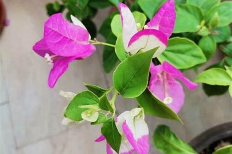 固体腐植酸肥料在蔬菜上怎么施用