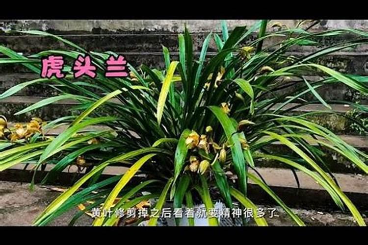 虎头兰的养殖方法和注意事项有哪些