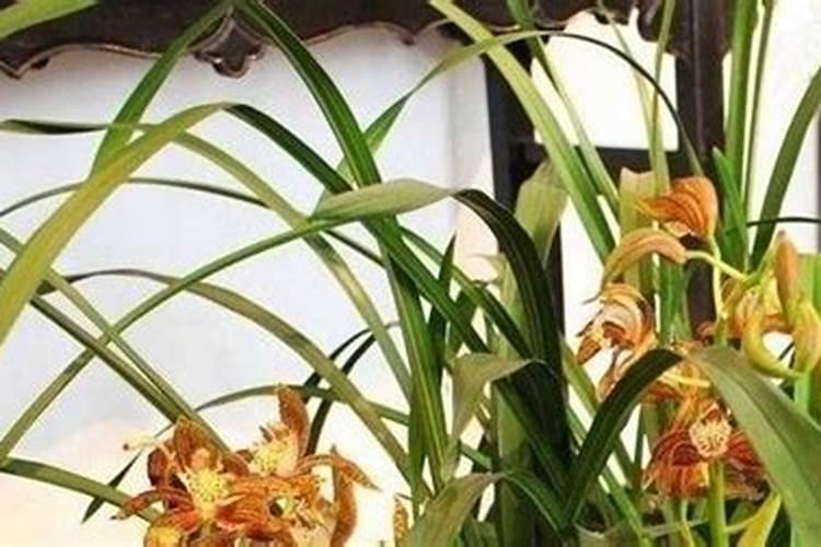 虎头兰叶子上有斑(虎头兰叶子上有斑怎么回事)