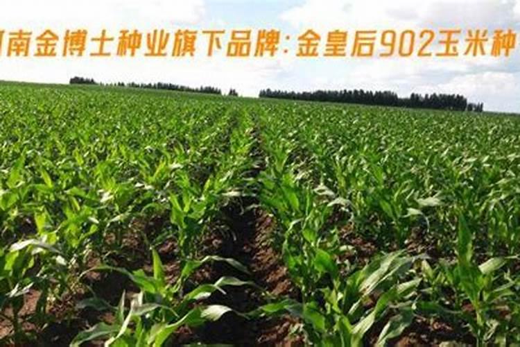 玉米用掺混肥好还是用复合肥好