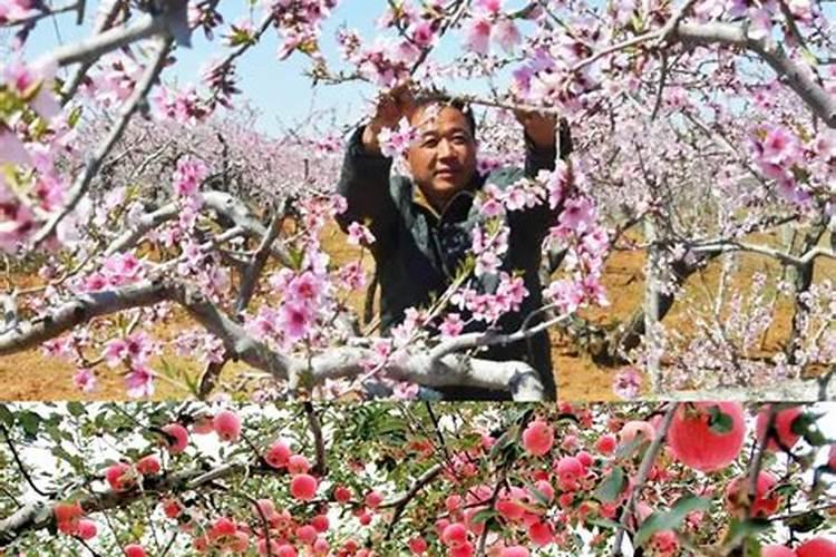 促进开花施什么肥料(果树促花用什么叶面肥好)