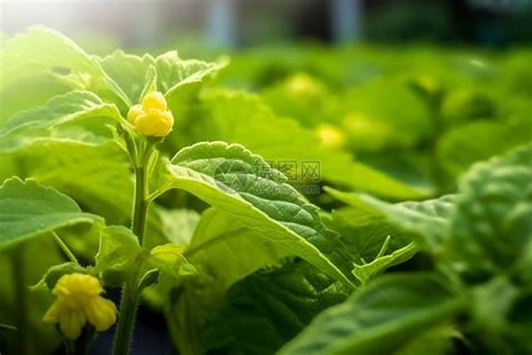 番茄开花了施什么肥