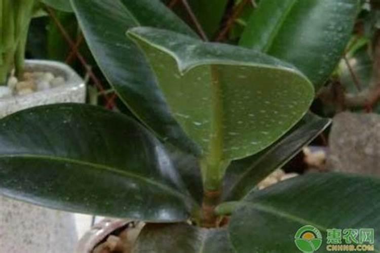 水稻最后一次使用农药是什么时间？