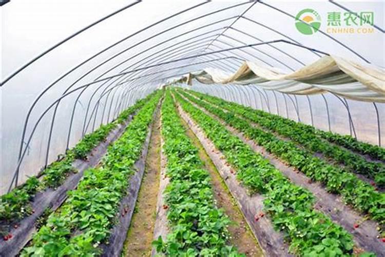 打药和施肥能同时进行吗
