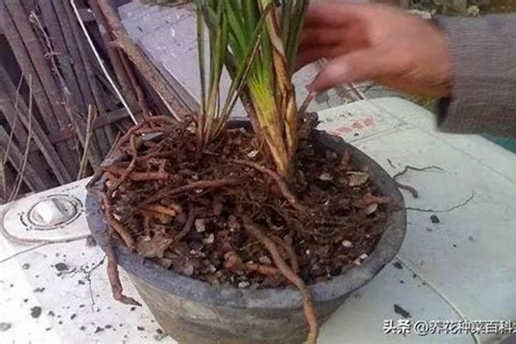 高锰酸钾当钾肥用比例