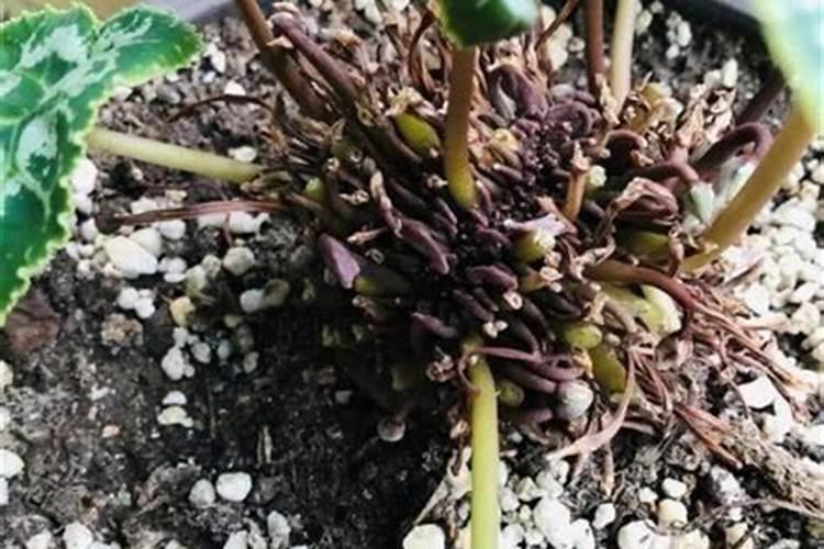 如何有效进行栀子花根腐病防治？