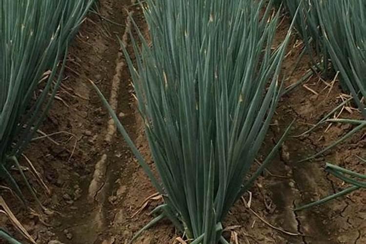 种植大豆、花生等豆科植物时,不需要施氮肥的原因是
